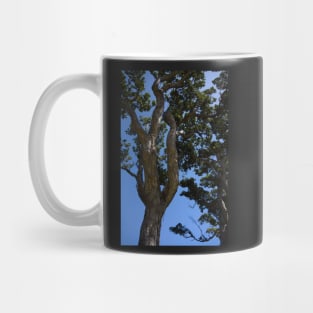 Gnarled Pohutukawa Trees. Mug